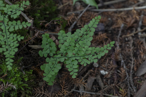 Adiantum venustum observed 2025-08-13