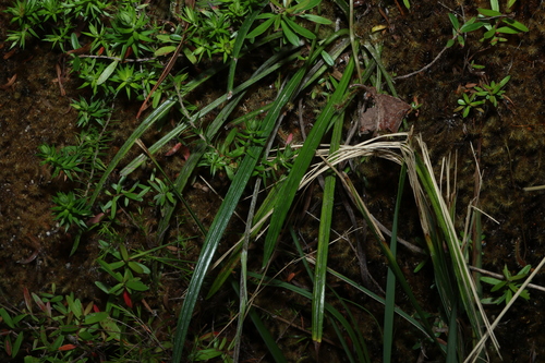Celmisia longifolia, photograph 6