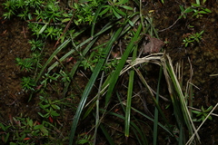 Celmisia longifolia, photograph (c) Greg Tasney, some rights reserved (CC BY-SA)