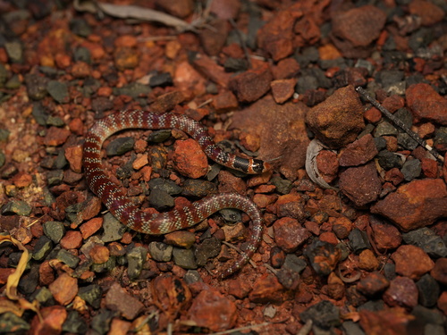 Eastern Shovel-nosed Snake sighting