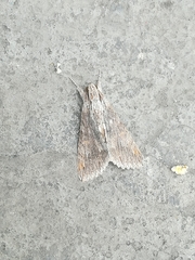 Melipotis acontioides