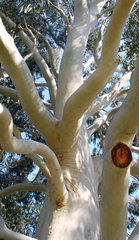 Eucalyptus dalrympleana