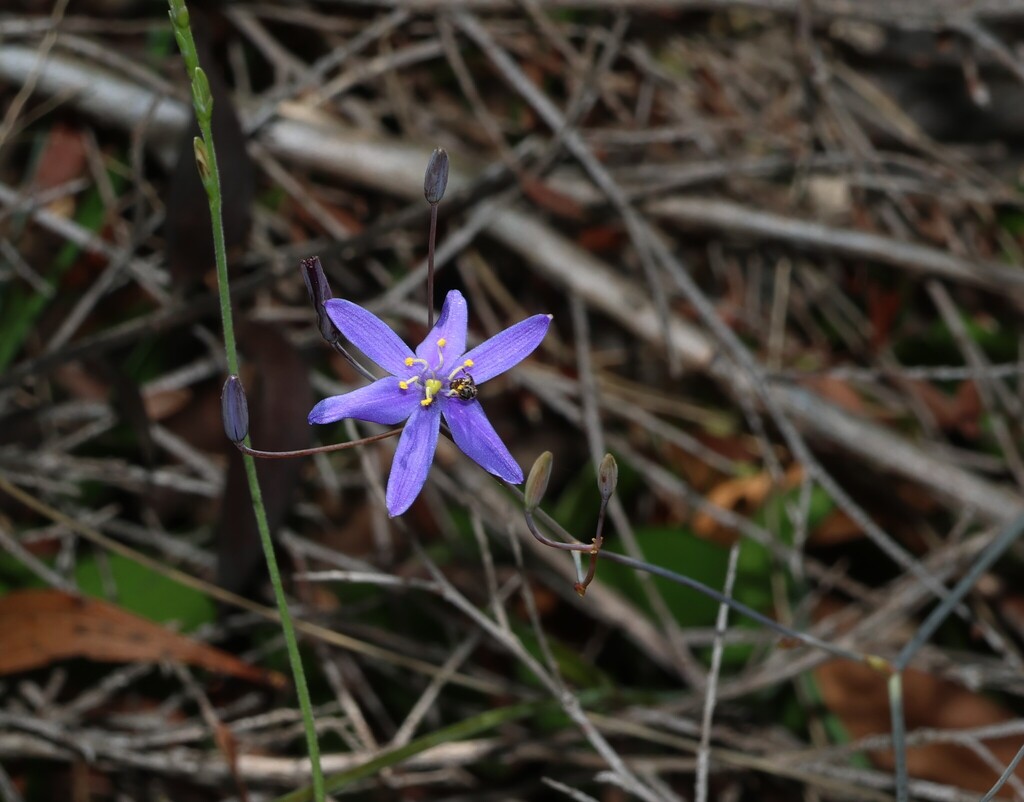 Thelionema caespitosum; photograph (c) Greg Tasney, some rights reserved (CC BY-SA)