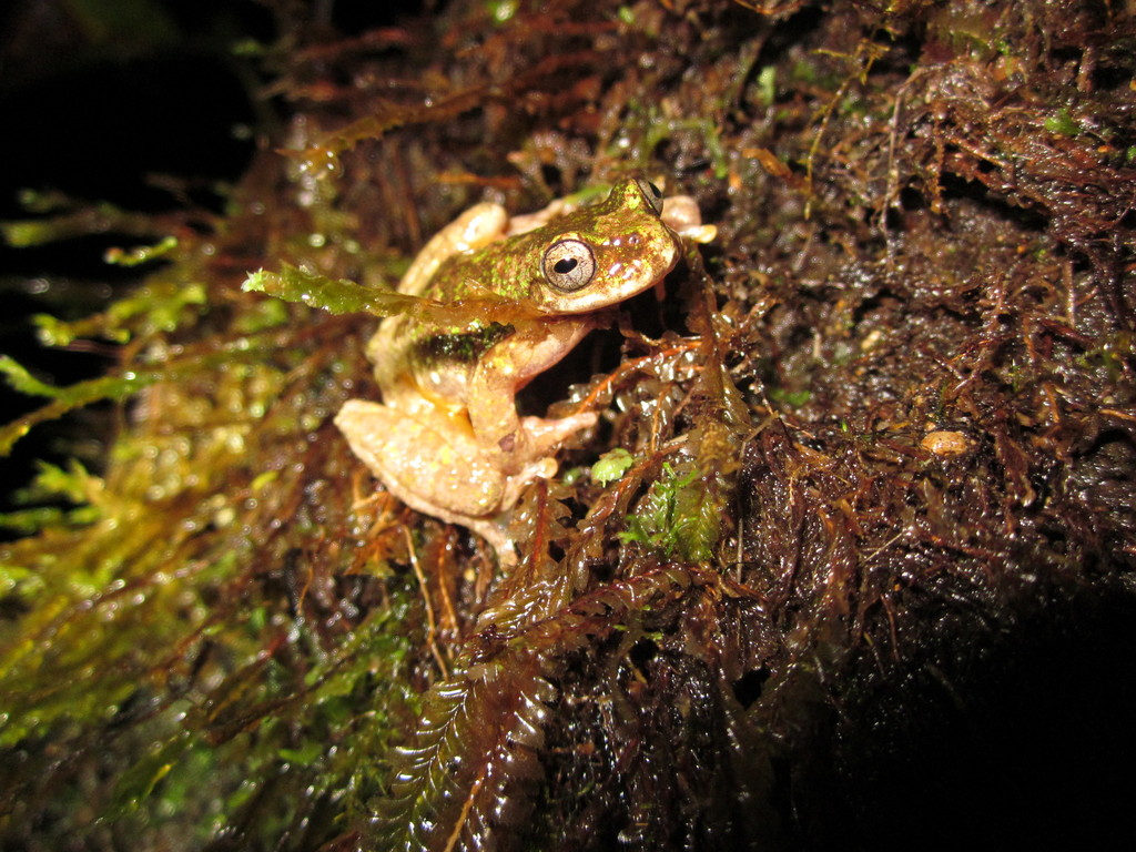 Starrett's Treefrog