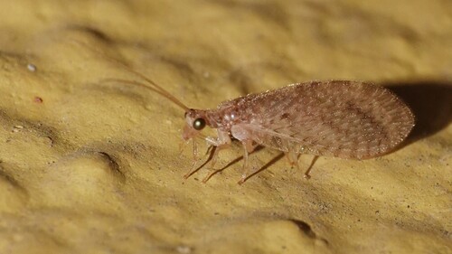 Micromus timidus observed 2025-12-07