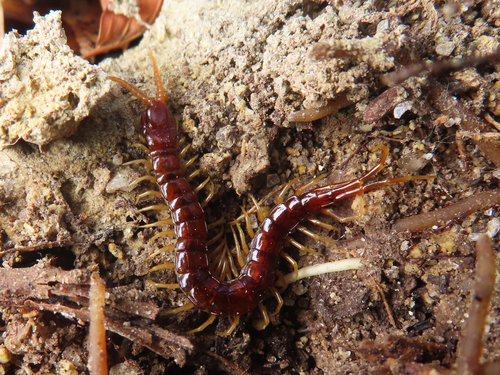 Scolopocryptops rubiginosus