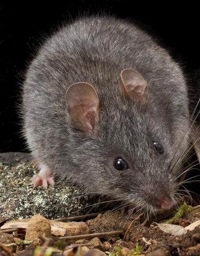 Smoky Mouse (Pseudomys fumeus) — Vulnerable Mammalia
