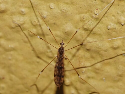 Riedelomyia gratiosa