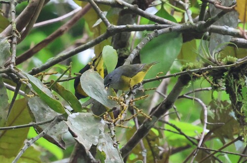 Plumbeous Euphonia (Euphonia plumbea), photo 2