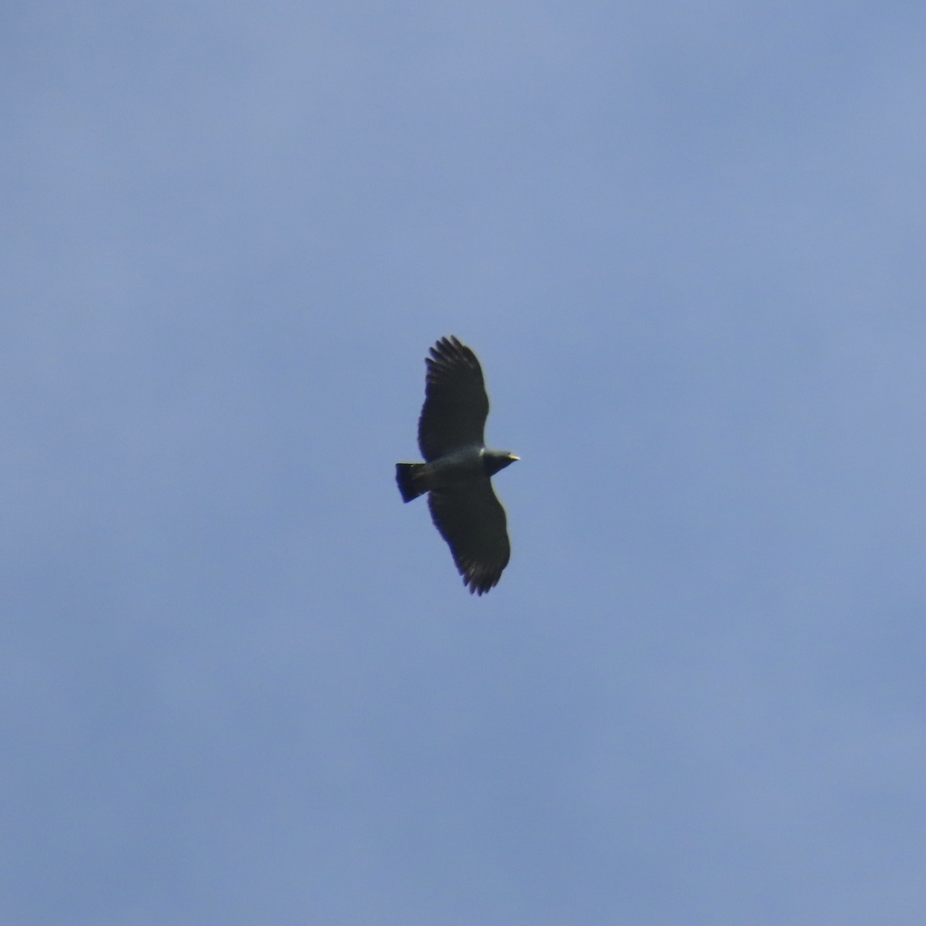 Barred Hawk