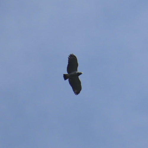 Barred Hawk