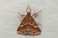 Callopistria trilineata