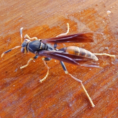 Polistes buyssoni