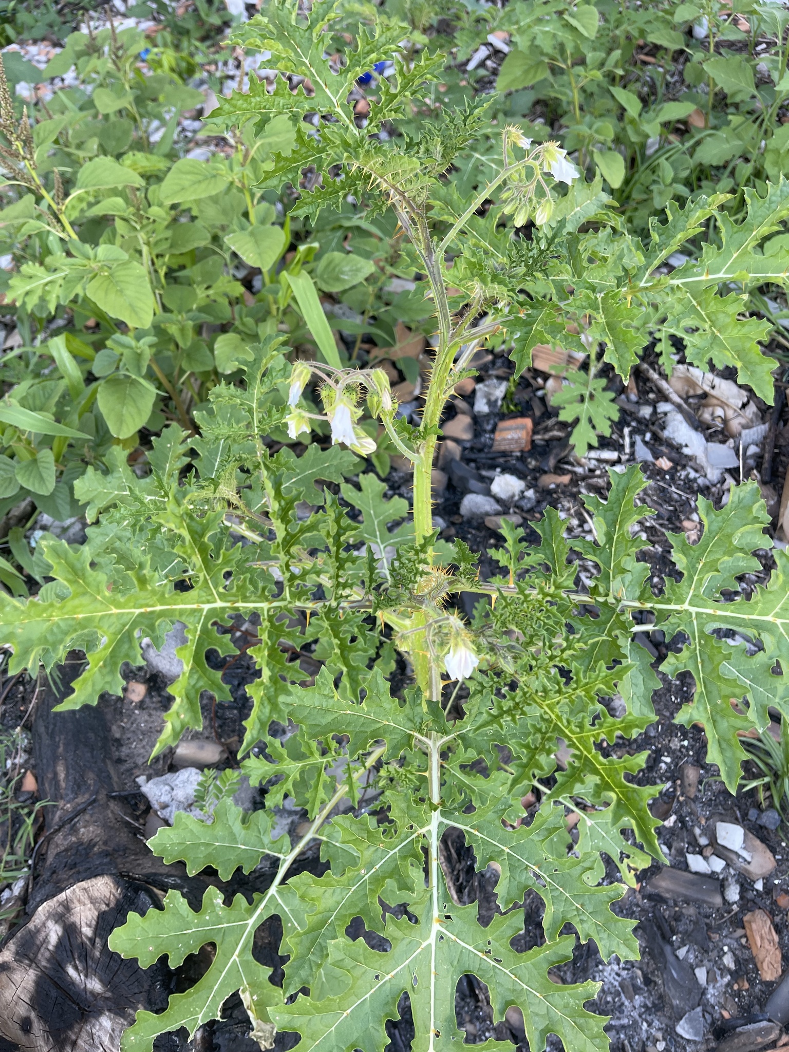 Solanum sisymbriifolium