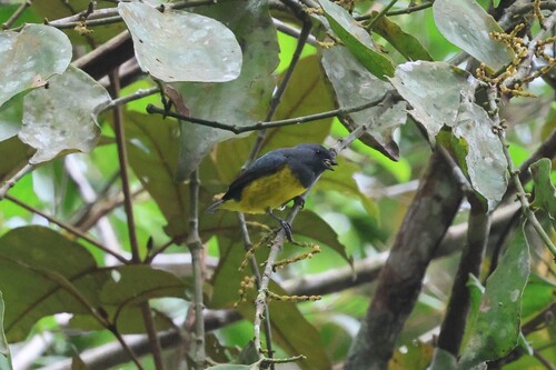 Plumbeous Euphonia (Euphonia plumbea)