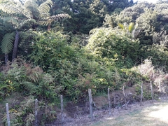 Lonicera hildebrandtiana
