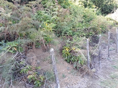 Lonicera hildebrandtiana