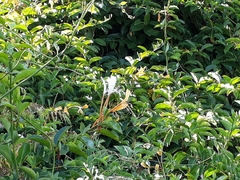 Lonicera hildebrandtiana