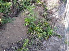 Lonicera hildebrandtiana