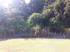 Lonicera hildebrandtiana