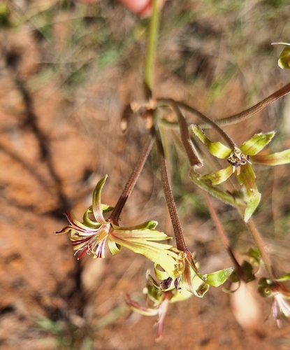 Orchid Pelargonium (Pelargonium schizopetalum)