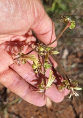 (c) Karen Eichholz, some rights reserved (CC BY) Pelargonium schizopetalum, photograph (c) Karen Eichholz, some rights reserved (CC BY)