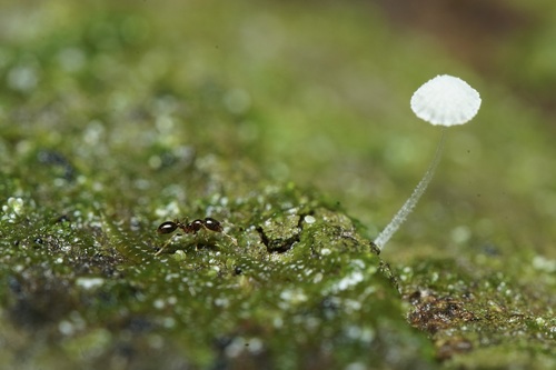 Solenopsis papuana observed 2025-12-18