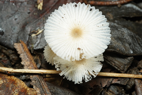 Leucocoprinus fragilissimus, 2025-12-18