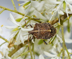 Oncocoris geniculatus