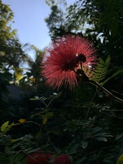 Calliandra californica