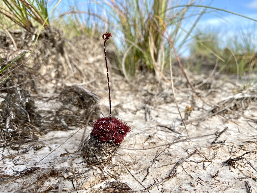 Drosera esmeraldae