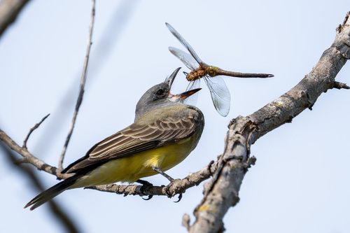 Cassin's Kingbird, Huntington Beach Central Park East, 18002 Goldenwest St, Huntington Beach, CA 92647, USA, photo 8 of 10