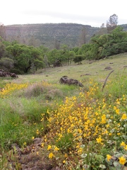 Erythranthe glaucescens