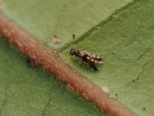 Ectopsocus gracilis, 2025-12-19
