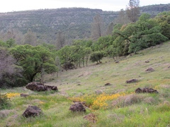 Erythranthe glaucescens