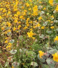 Erythranthe glaucescens