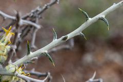 Tetradymia spinosa