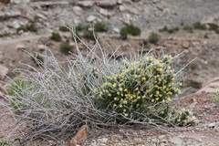 Tetradymia spinosa