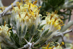 Tetradymia spinosa