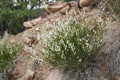 Astragalus rafaelensis