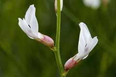 Astragalus rafaelensis