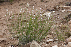 Astragalus rafaelensis
