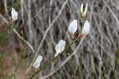 Astragalus rafaelensis
