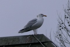 Larus argentatus