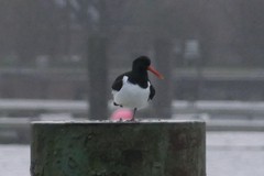 Haematopus ostralegus