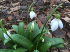 Galanthus woronowii