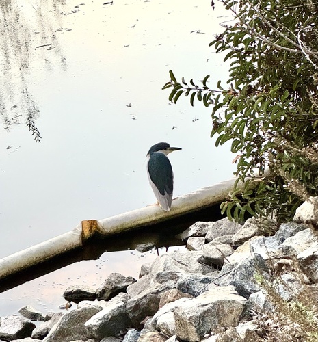 iNaturalist observation photo of Black-crowned Night Heron