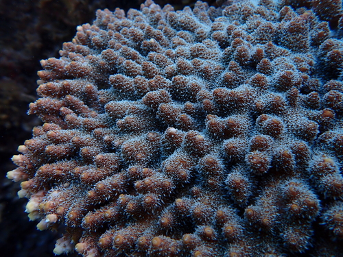 Acropora spicifera observed 2025-12-13