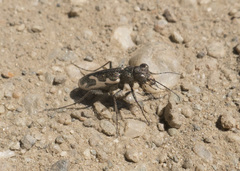 Neocicindela