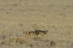 Vulpes macrotis